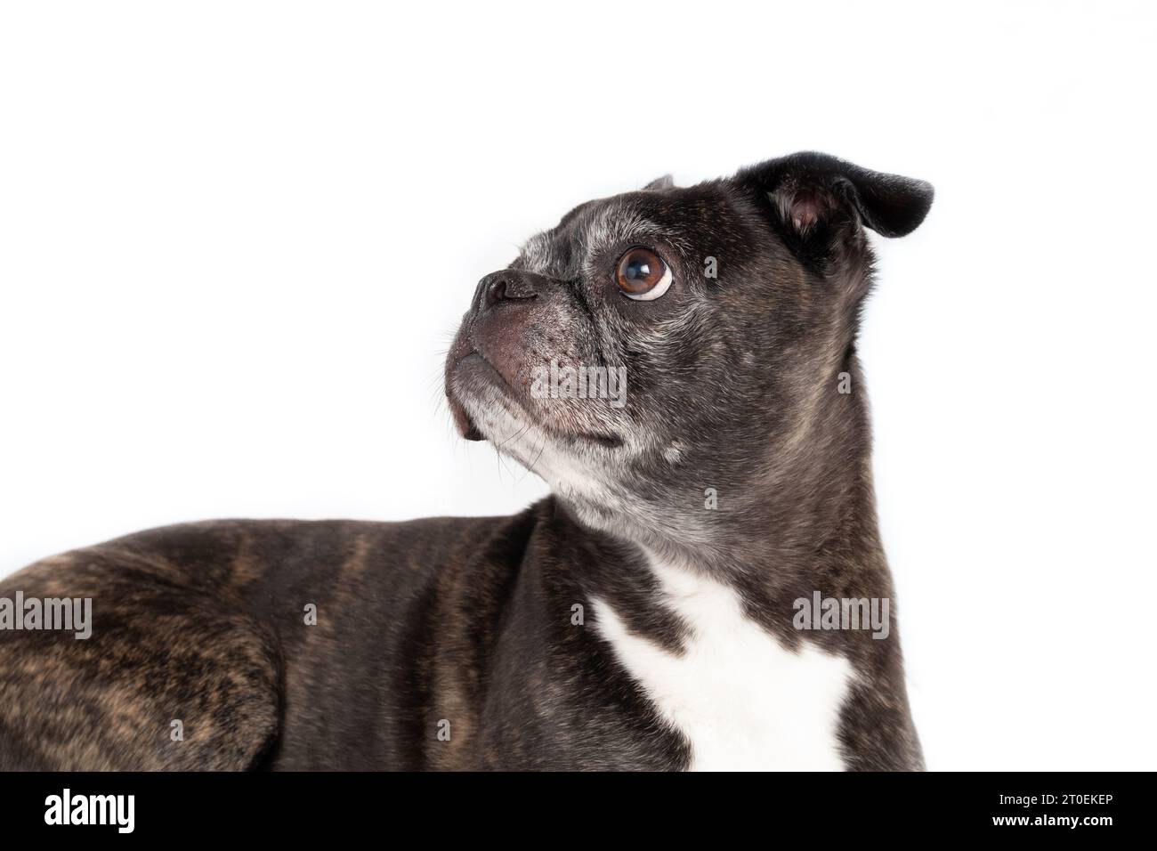 Isolierter Hund, der nach oben schaut. Seitenprofil eines Seniorenhundes mit Kuriositäten oder interessierter Körpersprache. 9 Jahre alte schwarze boston Terrier Mops Mischung. Selektiv Stockfoto
