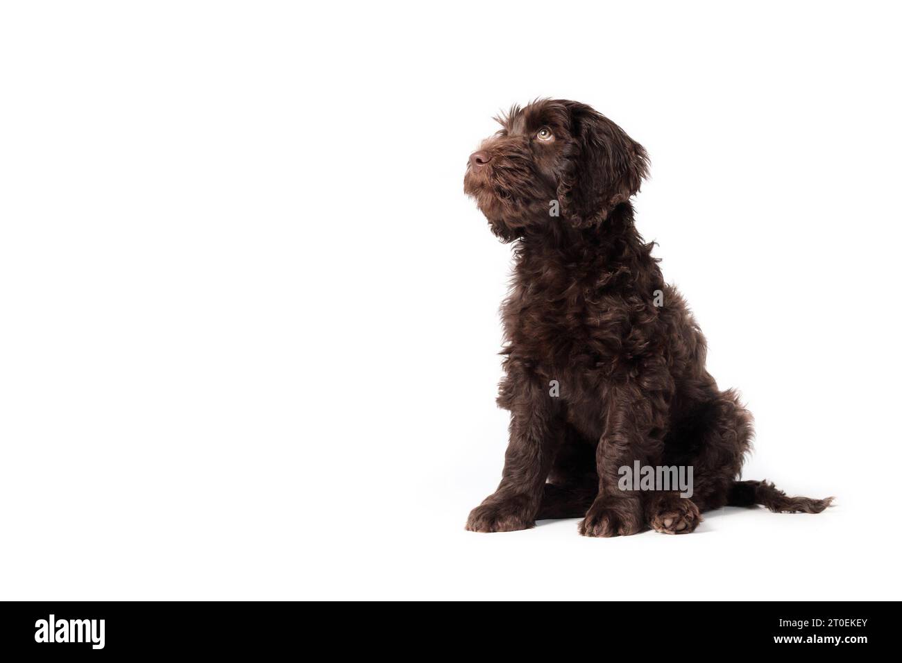 Ein isolierter Welpe sitzt und blickt auf. Süßer flauschiger Welpe, der entspannt sitzt. Gehorsamstraining oder Hunger. Zwei Monate altes weibliches australisches Labradoodle Stockfoto