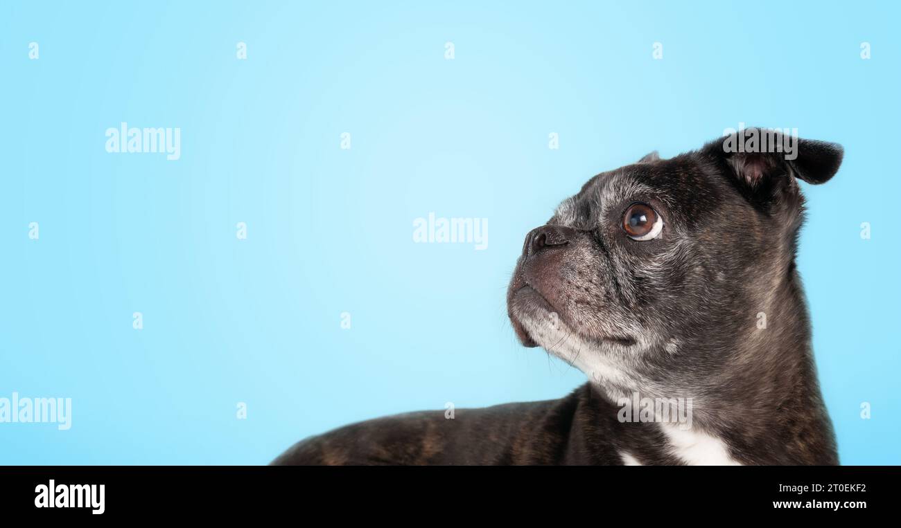 Schwarzer Hund, der auf blauem Hintergrund aufblickt. Seitenprofil eines Seniorenhundes mit Kuriositäten oder interessierter Körpersprache. 9 Jahre alte schwarze boston Terrier-Frau p Stockfoto