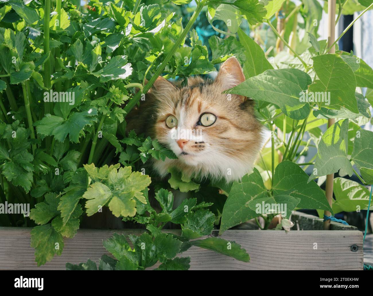 Niedliche Katzenjagd, während sie sich in bewachsenen Gemüsepflanzen verstecken. Kitty sitzt zwischen Pflanzen und sieht etwas mit intensiven gelben Augen und Körperlang an Stockfoto