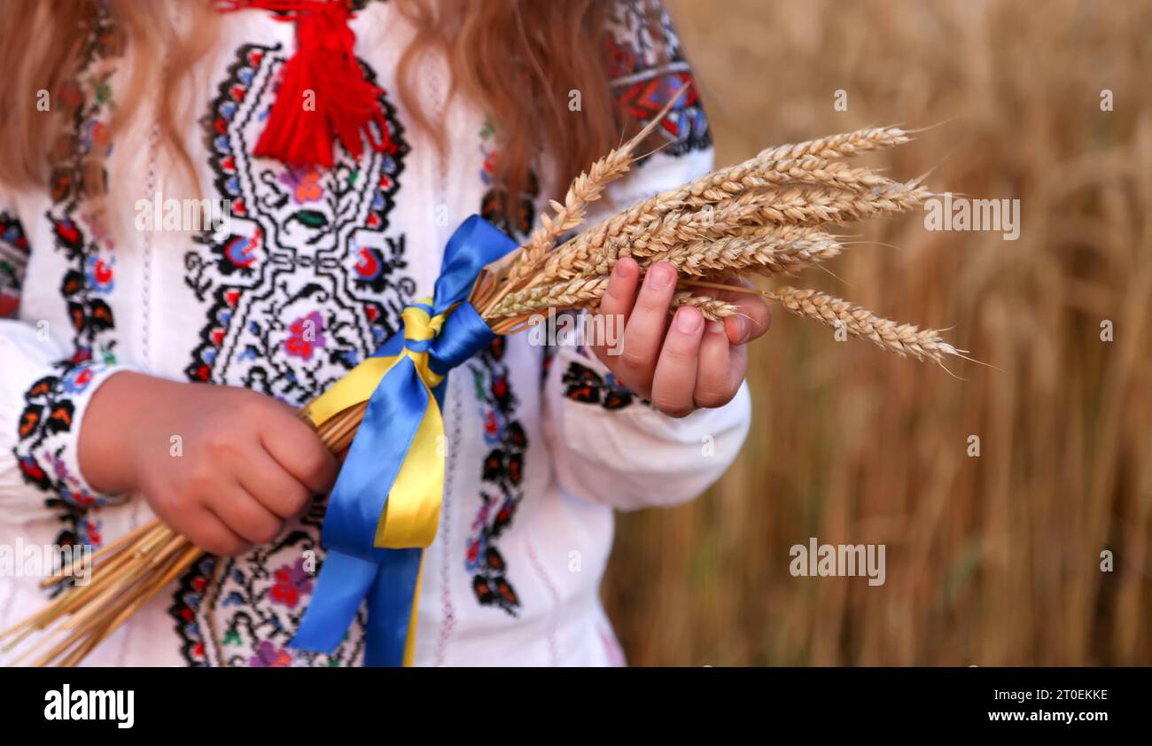 Ein Blumenstrauß aus Weizenspikelets, gebunden mit einem gelben und blauen Band in den Händen eines Mädchens in einem bestickten Hemd. Hände Nahaufnahme fokussieren auf Maisohren. Stockfoto