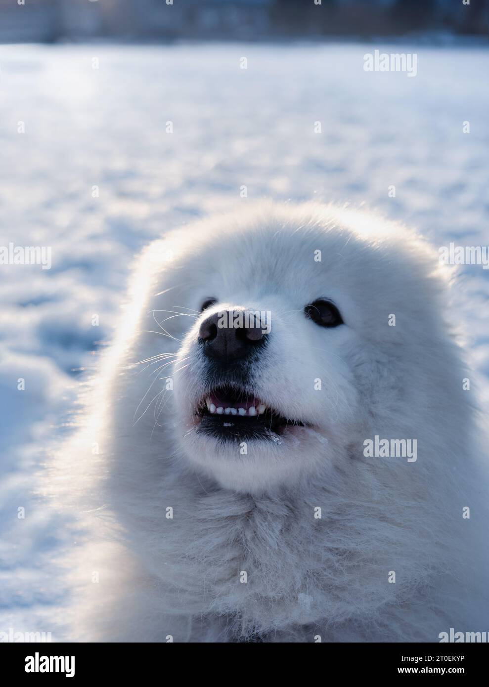 Samoidenhund mit Schneehintergrund, der in die Kamera schaut. Hochwinkelkopfaufnahme eines süßen flauschigen großen weißen Hundes, der im Park steht. Arktische Hunderasse Winter sce Stockfoto