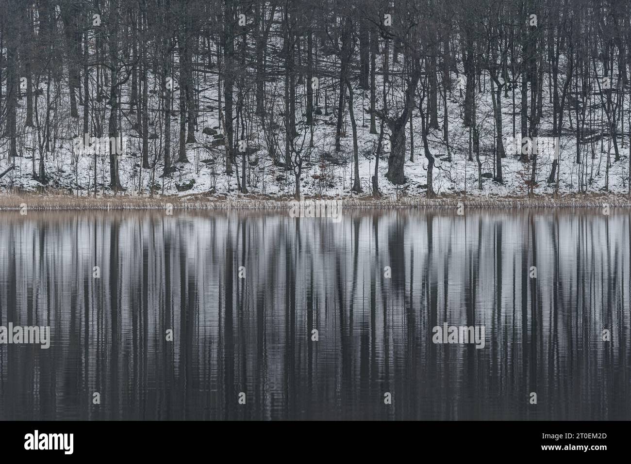 Winterliche Ruhe in einer schneebedeckten schwedischen Landschaft mit Bäumen, die sich auf einem ruhigen See spiegeln. Stockfoto