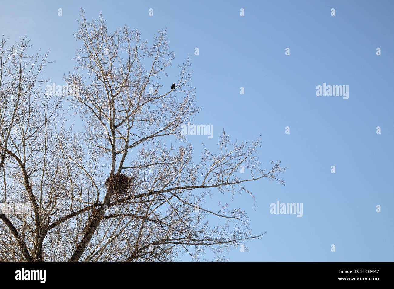 Weißkopfseeadler mit Adlernest im Baum an einem Wintertag mit blauem Himmel. Großes Nest aus Zweigen in hohem Baum ohne Blätter mit einem Adler auf dem To Stockfoto