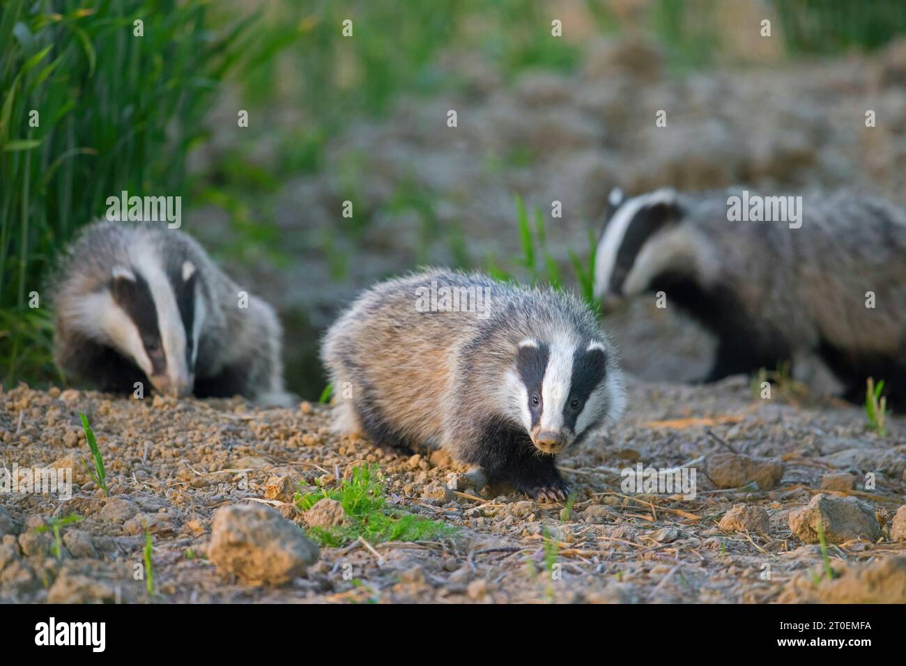 Drei junge europäische Dachse (Meles meles), die in der Abenddämmerung im Frühjahr auf dem Feld/Ackerland nach Regenwürmern und Insekten schnüffeln Stockfoto
