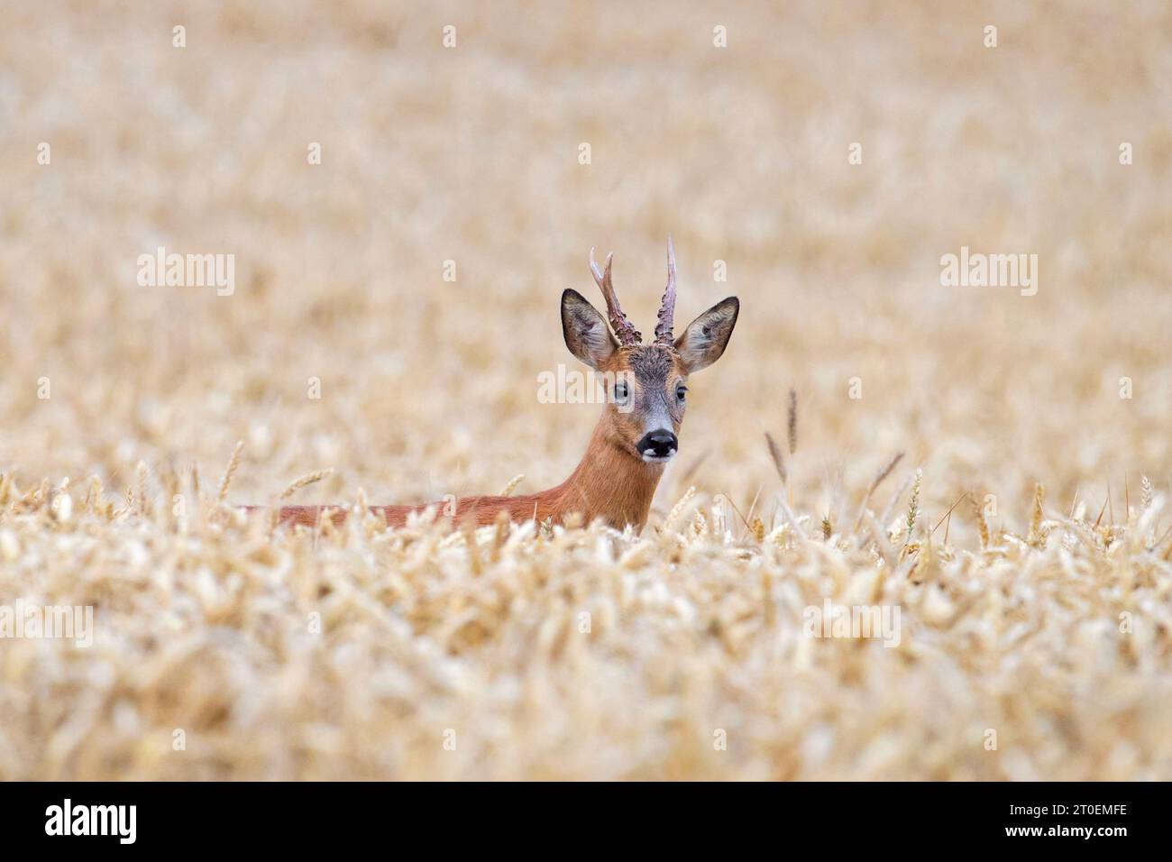 Europäischer Rehe (Capreolus Capreolus) im Sommer auf Getreidefeld/Maisfeld/Weizenfeld Stockfoto