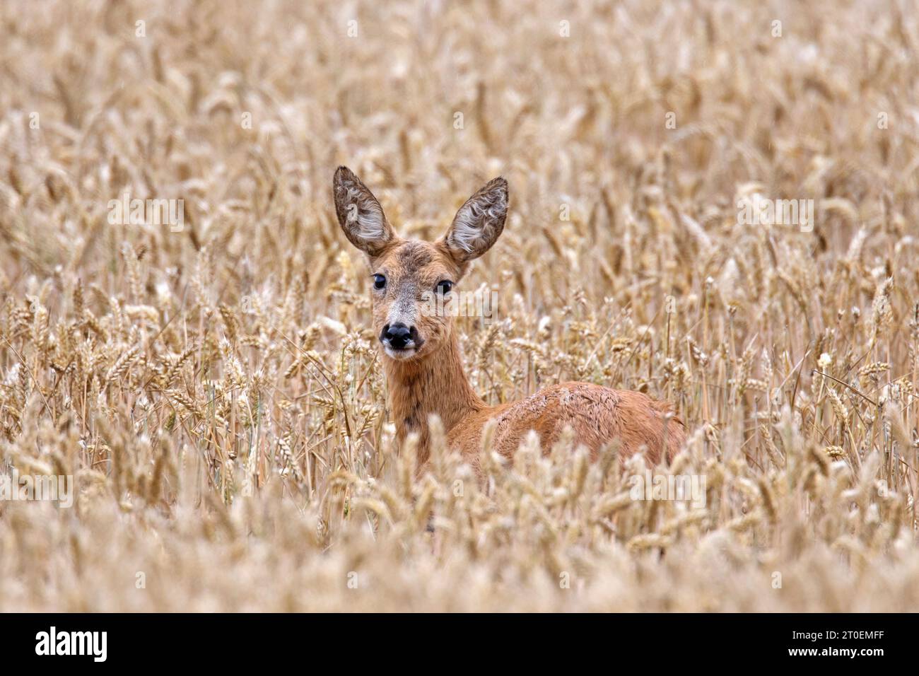 Europäisches Reh (Capreolus capreolus) weiblich / Hirschfutter auf Getreidefeldern / Maisfeld / Weizenfeld im Sommer Stockfoto