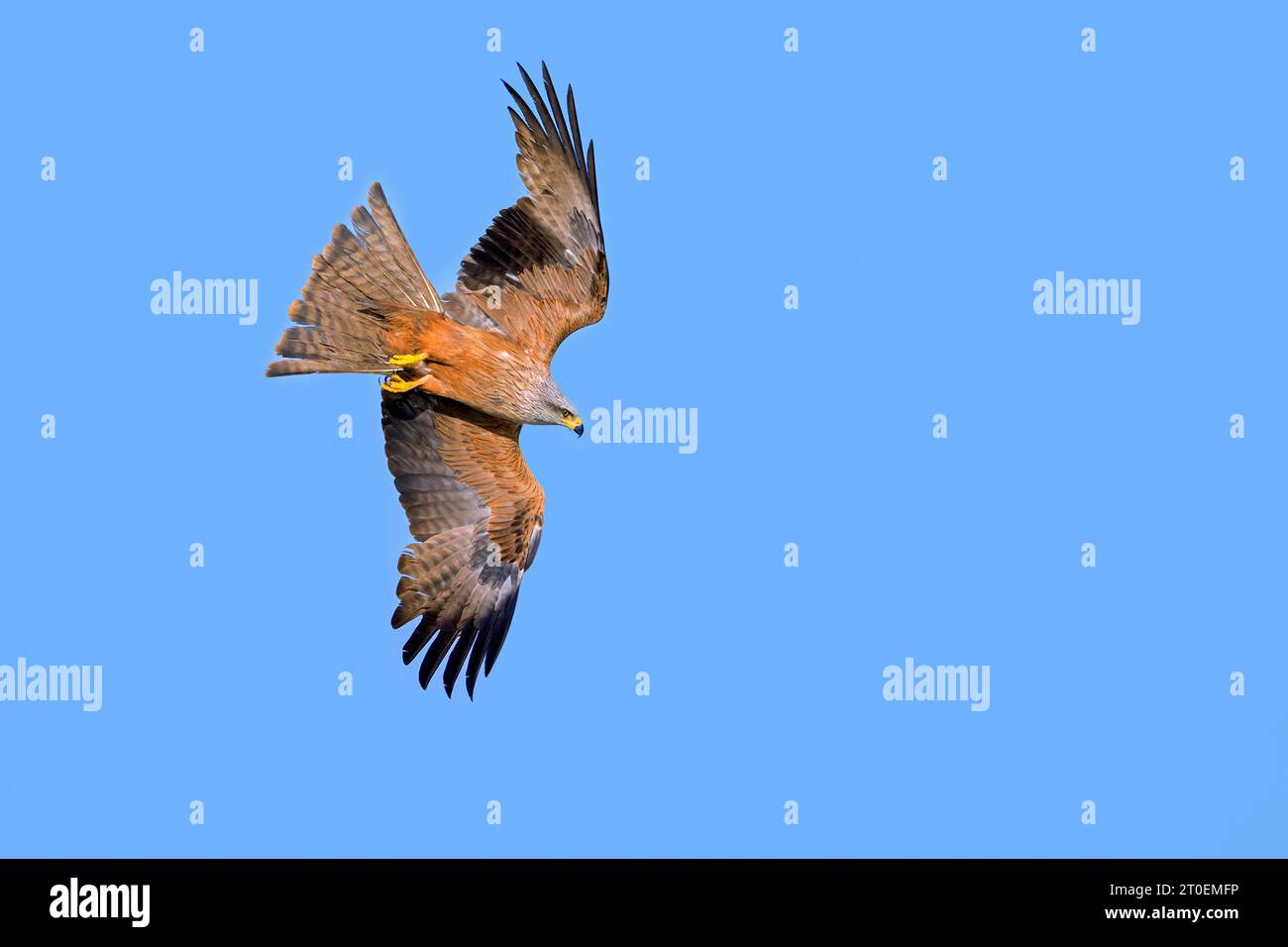 Tauchen des Raubvogels (Milvus migrans) im Flug gegen den blauen Himmel im Sommer Stockfoto