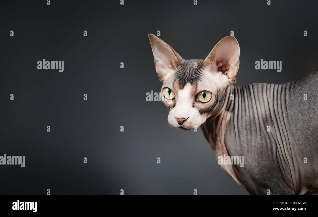 Sphynx Katze auf dunklem Hintergrund. Kopfaufnahme einer nackten Katze, die neugierig in die Kamera schaut. Haarlose zweifarbige, weiß und Lavendel, männliche Katze mit großem gelbem Auge Stockfoto