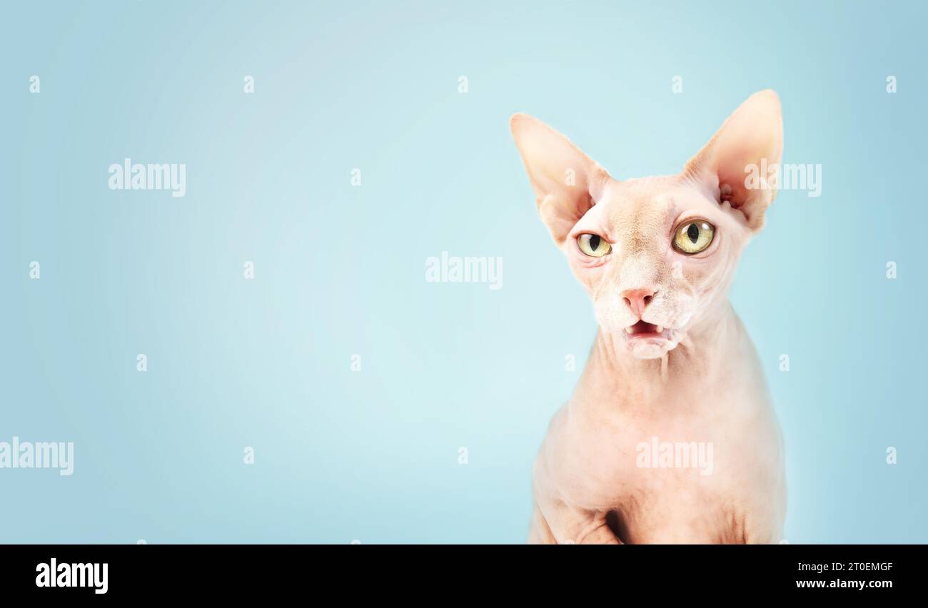 Sphynx-Katze auf blauem Hintergrund, während sie in die Kamera schaut. Kopffoto von der niedlichen nackten Katze, die mit großen gelben Augen und hinterfragender Ausdrucksweise zusammenschielt Stockfoto
