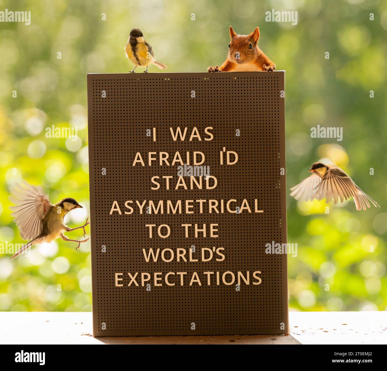 Rotes Eichhörnchen und große Titten halten ein Schild mit Text Stockfoto