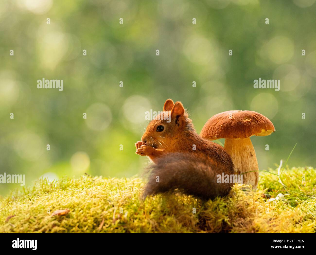 Rotes Eichhörnchen mit essbarem Pilz Stockfoto