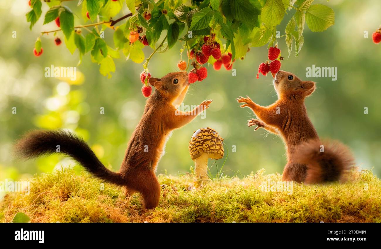 Rote Eichhörnchen essen Himbeeren Stockfoto