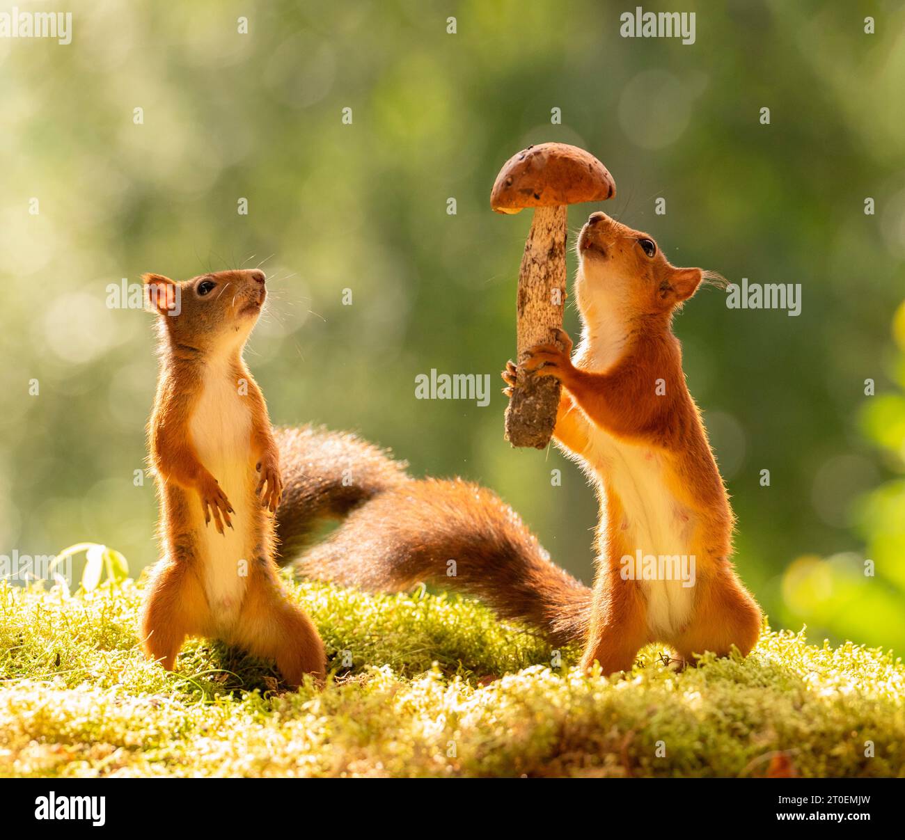 Rote Eichhörnchen mit einem essbaren Pilz Stockfoto