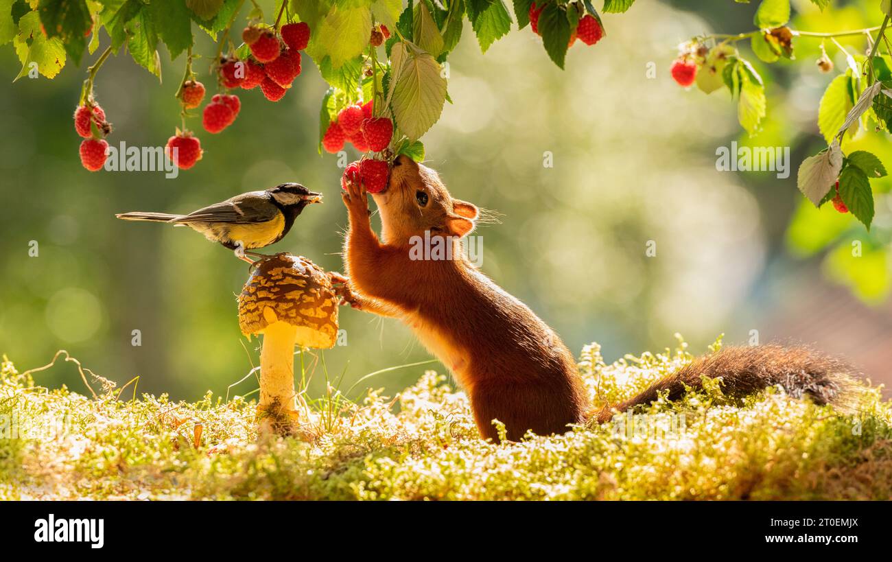 Red Eichhörnchen isst Himbeeren Stockfoto