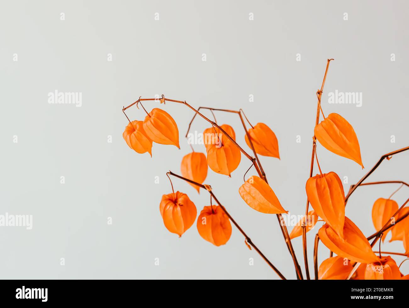 Physalis Alkekengi-Werk. Chinesische Laterne oder gemahlene Beere. Authentische Inneneinrichtung in minimalistischem Stil. Stockfoto