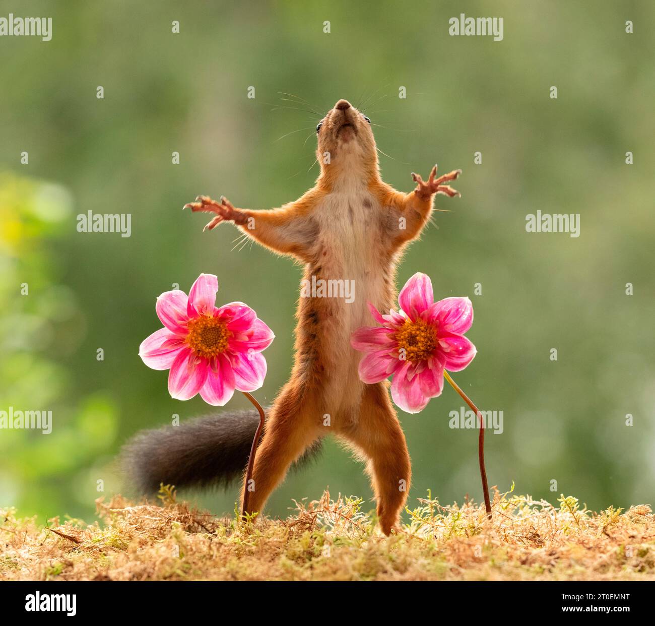 Rote Eichhörnchen mit Dahlienblüten Stockfoto