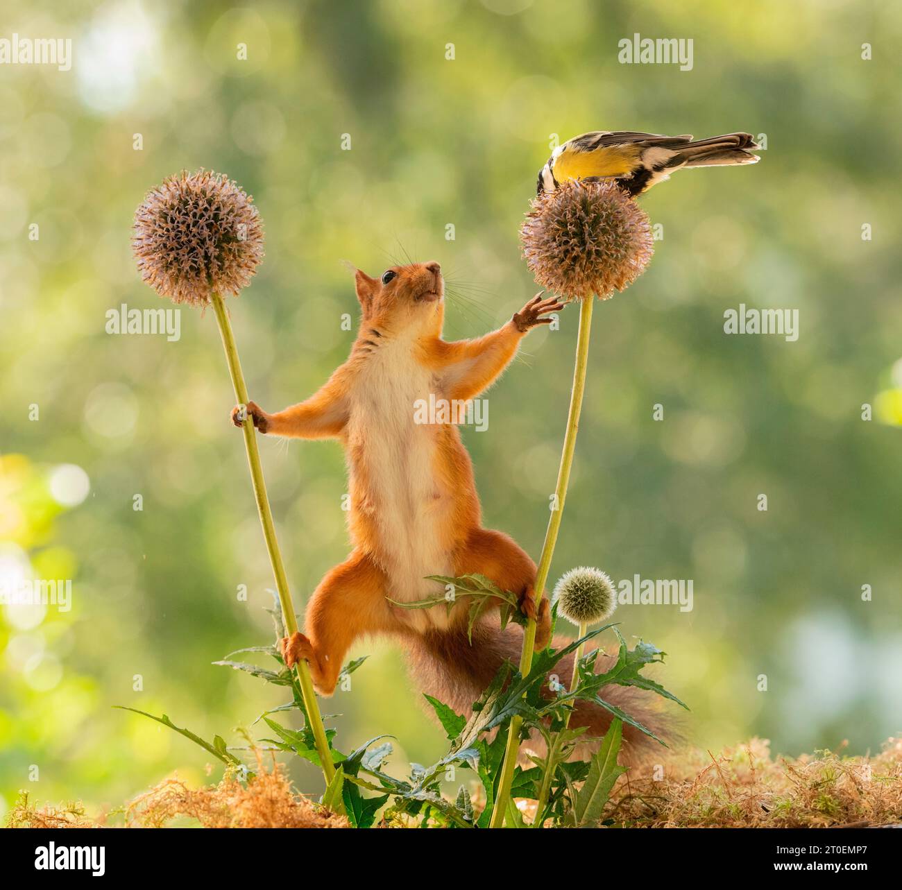 Rotes Eichhörnchen steht zwischen Globus Distelblüten Stockfoto