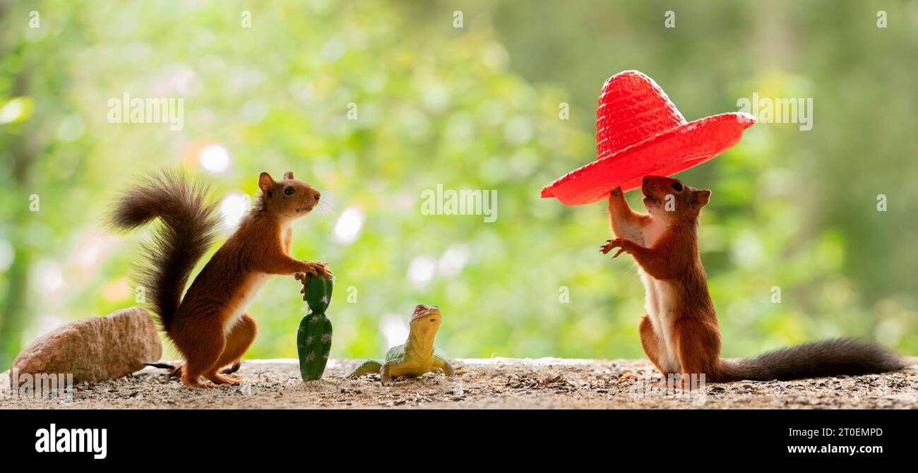 Rote Eichhörnchen stehen mit einem roten Hut Stockfoto