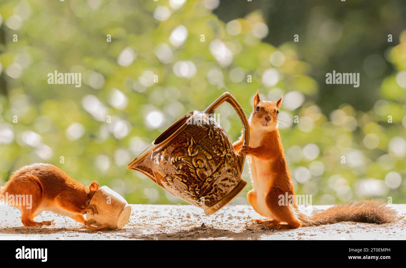Rote Eichhörnchen mit Becher und einem Glas Stockfoto