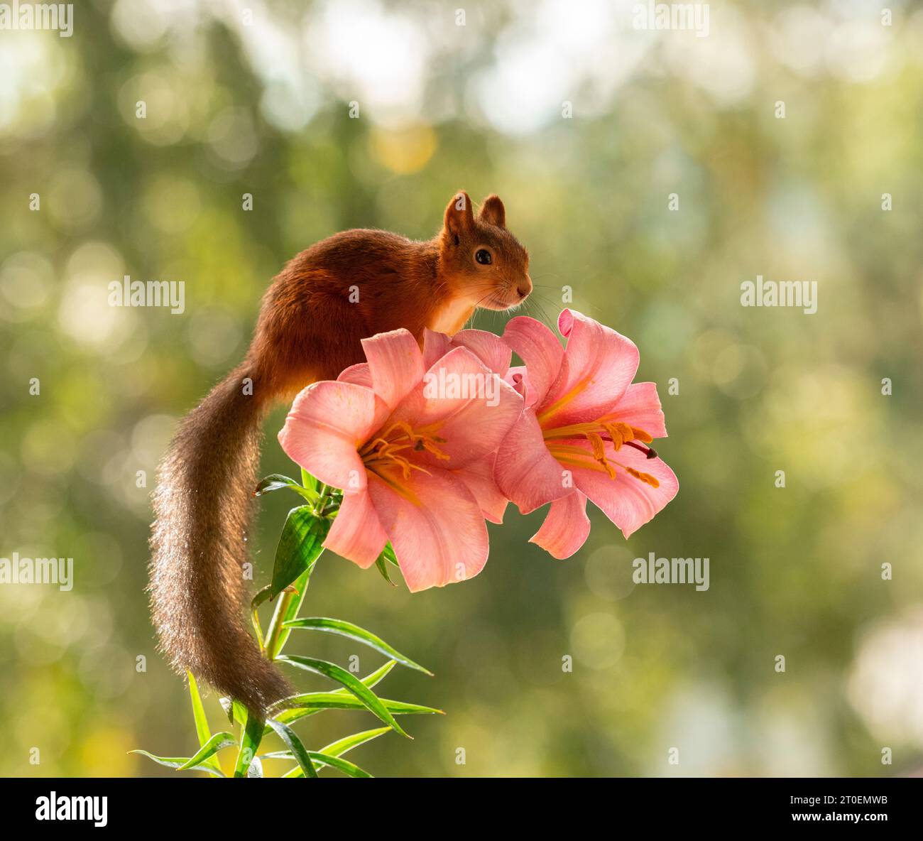 Rotes Eichhörnchen in Lilium regale Blumen Stockfoto