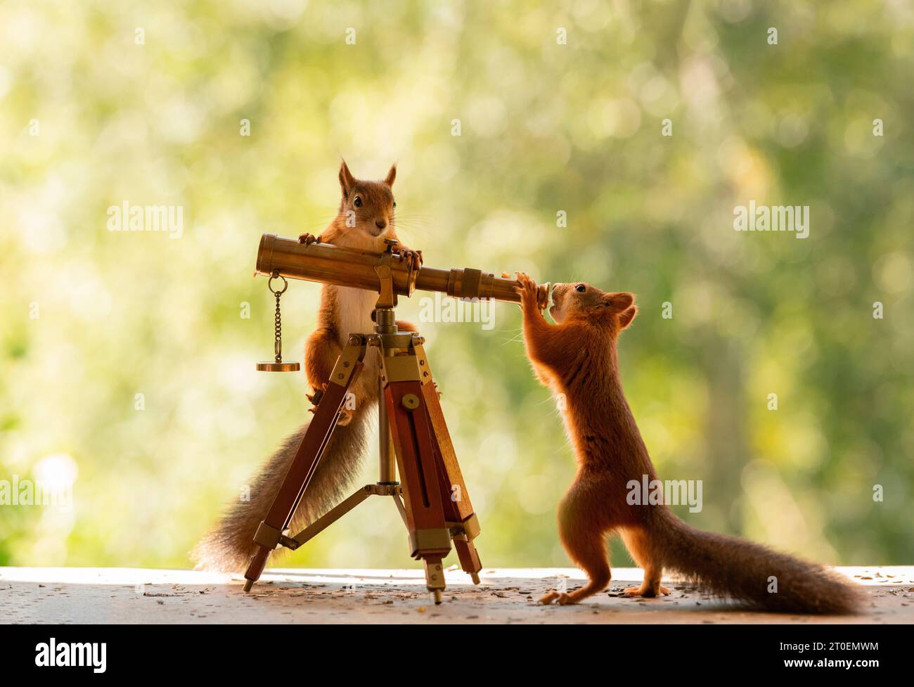 Rote Eichhörnchen mit einem Teleskop Stockfoto