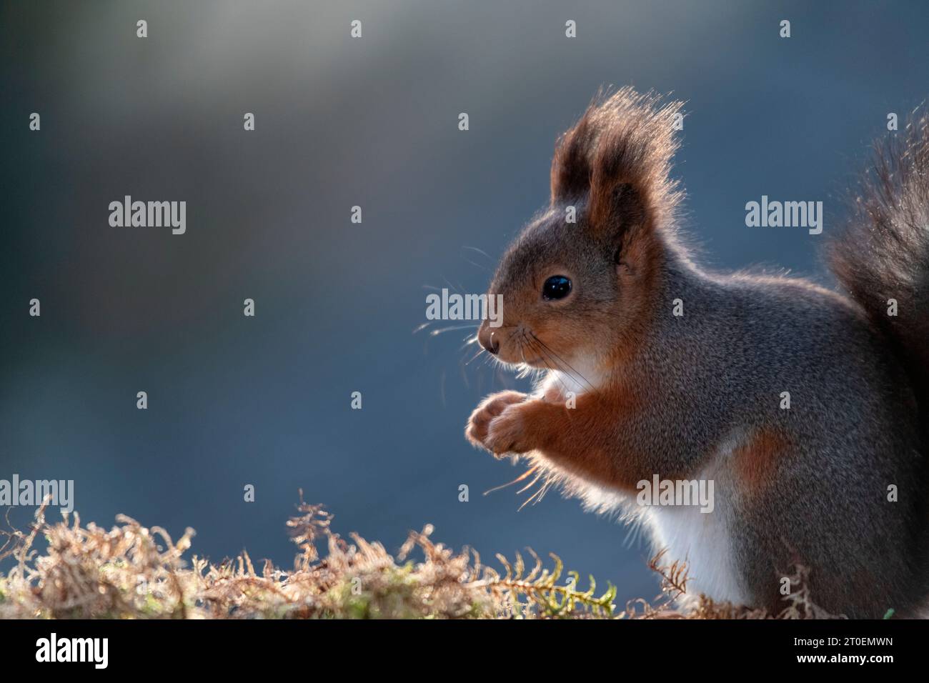 Rotes Eichhörnchen Nahaufnahme auf Moos Stockfoto