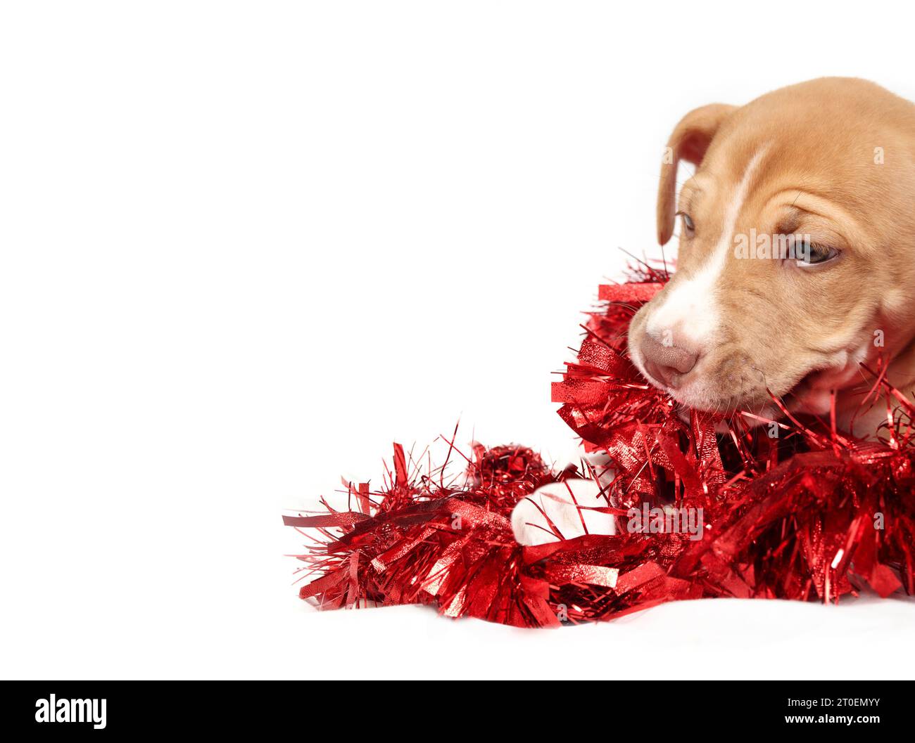 Niedlicher Welpe, der mit Lametta-Girlanden spielt. Rote Girlanden sind um einen Welpen gewickelt, mit Fäden im Mund. Tiersichere Weihnachtsdekoration oder Stockfoto