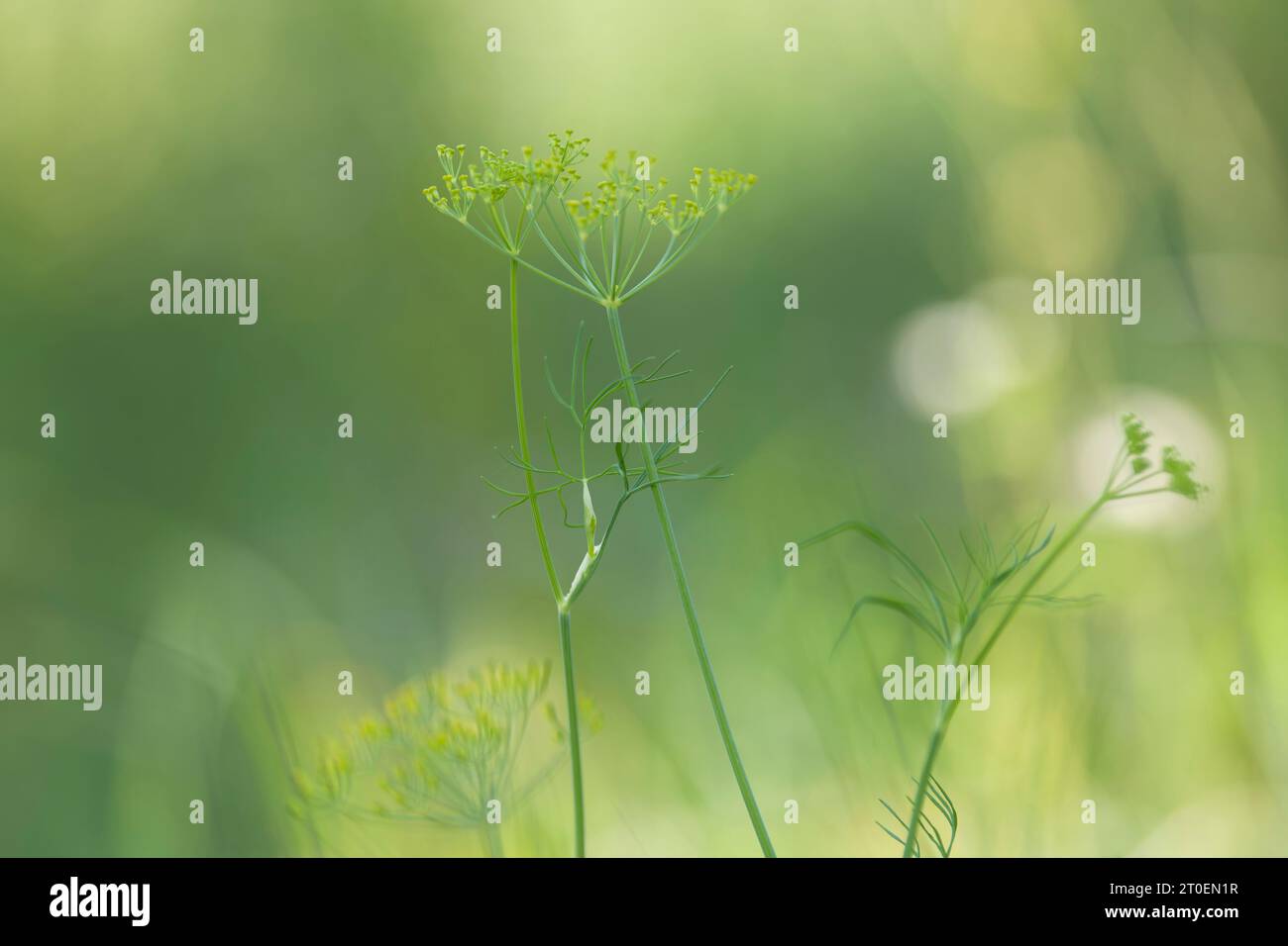 Kleine gelbe Blüten des wilden Fenchels (Foeniculum vulgare) auf einem Feld, Deutschland Stockfoto