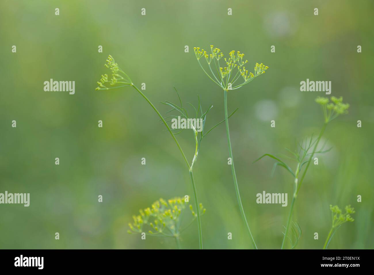 Kleine gelbe Blüten des wilden Fenchels (Foeniculum vulgare) auf einem Feld, Deutschland Stockfoto