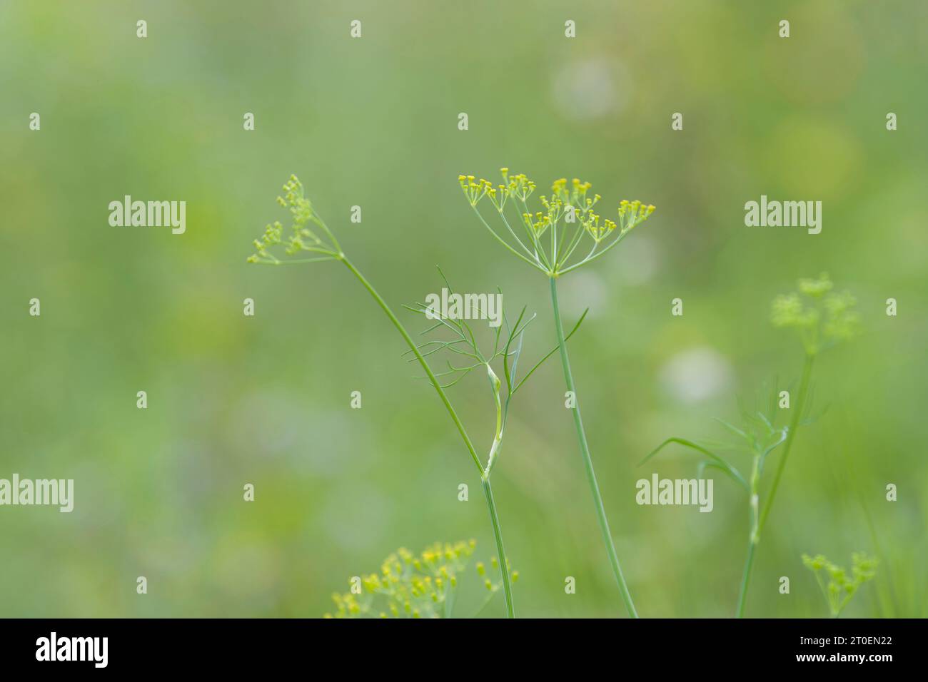 Kleine gelbe Blüten des wilden Fenchels (Foeniculum vulgare) auf einem Feld, Deutschland Stockfoto