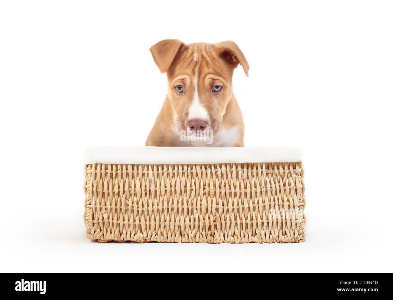 Müder Welpe im Hundebettkorb und Blick in die Kamera. Niedlicher verschlafener Welpe, der in einem gewebten Korb sitzt und sich vom Spielen ausruhen lässt. 9 Wochen alt, weiblich B Stockfoto