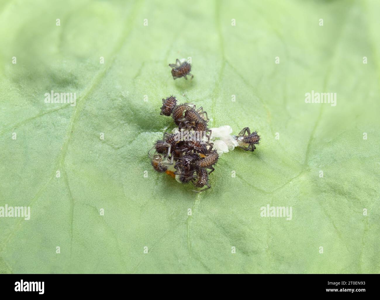 Marienkäfer schlüpfen aus einer Gruppe von Eiern auf Blatt. Gruppe winziger schwarzer Larven, die auftauchen. Bekannt als Marienkäfer, Damenuhr und Damenfliege. Beneficia Stockfoto