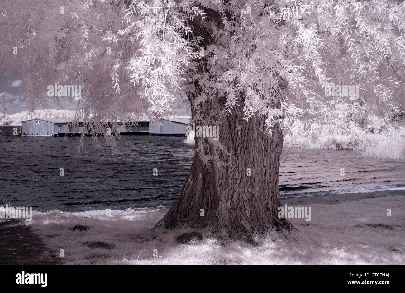 Europa, Deutschland, Mecklenburg-Vorpommern, Region Müritz, Mecklenburgische Seenplatte, alte gebrochene Weide am Seeufer bei Rechlin Stockfoto