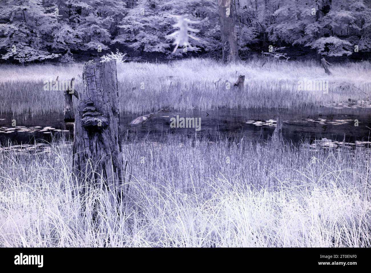 Europa, Deutschland, Mecklenburg-Vorpommern, Region Müritz, Nationalpark Müritz, Untergebiet Seerahn, UNESCO-Weltkulturerbe, geschütztes Urgebiet Stockfoto