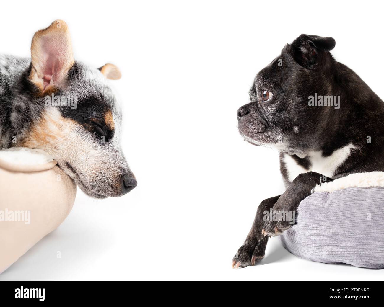 Zwei Hunde in Hundebetten, Seitenprofil. Porträt von 2 Hundefreunden, die sich ausruhen und schlafen, während sie sich gegenüberstehen. Black Senior boston Terrier Mops Mix und bl Stockfoto