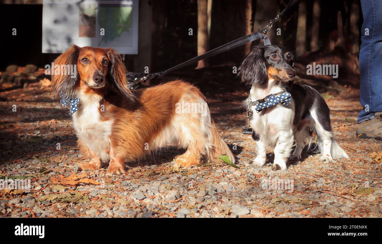 Zwei wiener Hunde mit Besitzer auf Waldwanderweg mit Doppelleine. Gebundene Dackelhundfreunde tragen passende Fliegenbänder, während sie in die Kamera schauen. S Stockfoto