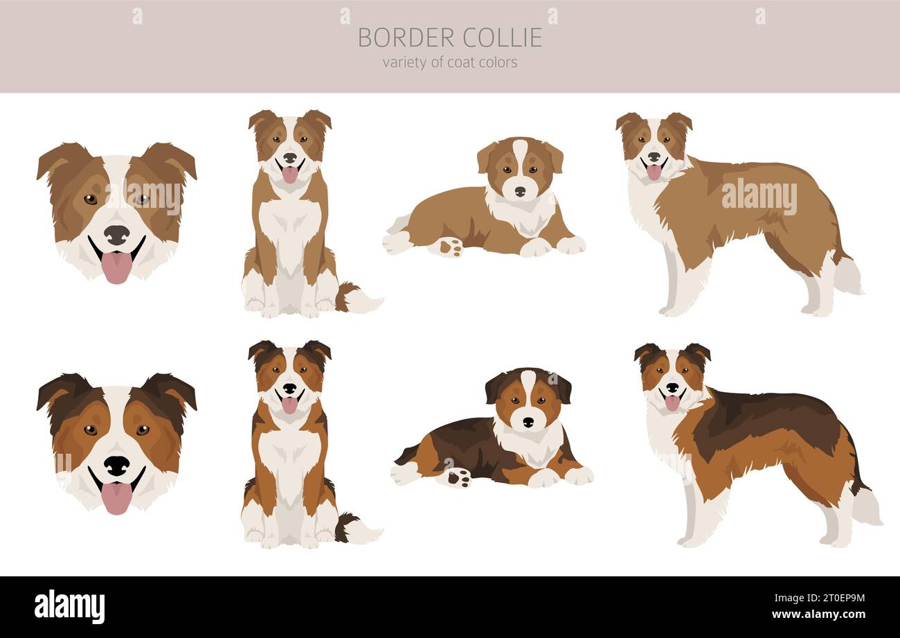 Border Collie Dog Clipart. Alle Mantelfarben eingestellt. Infografik zu den Merkmalen aller Hunderassen. Vektordarstellung Stock Vektor