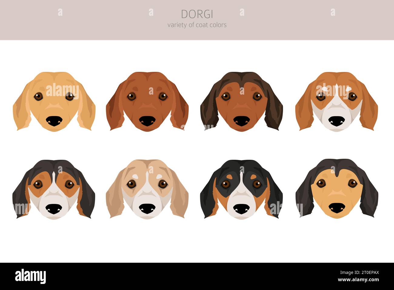 Dorgi Clipart. Walisischer Corgi Dachshund Mix. Verschiedene Beschichtungsfarben eingestellt. Vektorabbildung Stock Vektor