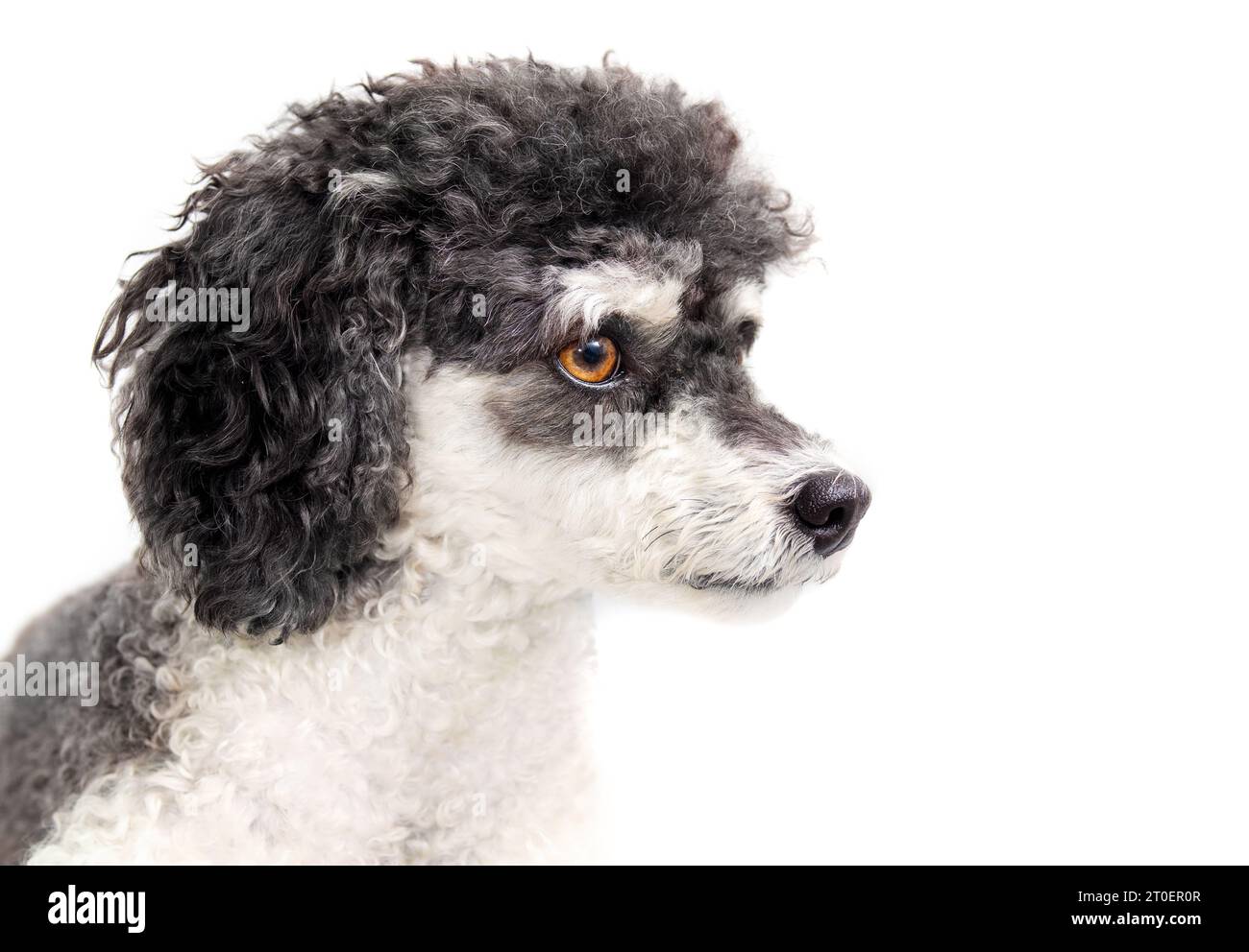 Isolierter, flauschiger Hund, der zur Seite schaut. Kopfaufnahme eines süßen kleinen schwarz-weißen Hundes mit lockigen Haaren. Weiblicher Miniatur-Harlekin-Pudel mit großem Braun Stockfoto