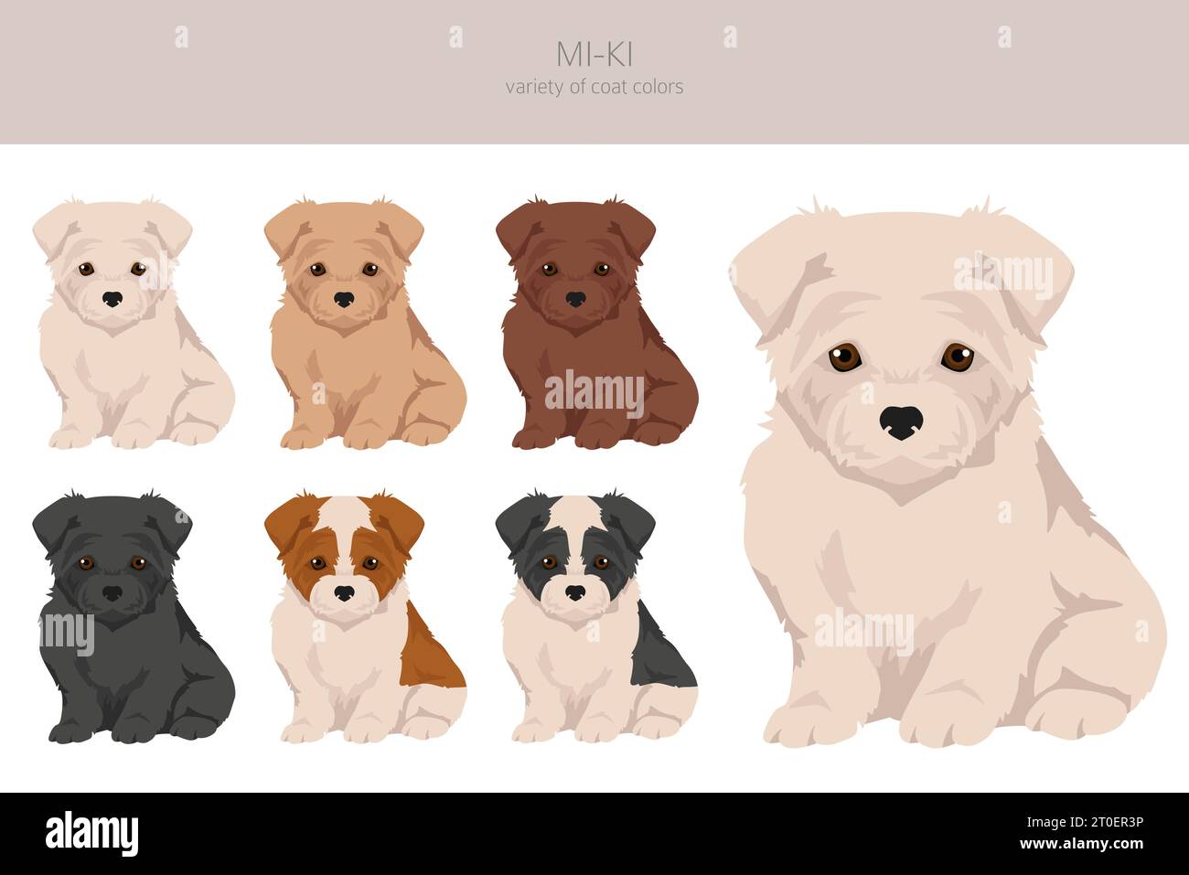 MI-Ki Hundeclipart. Alle Lackfarben festgelegt. Infografik zu den Merkmalen aller Hunderassen. Vektorabbildung Stock Vektor