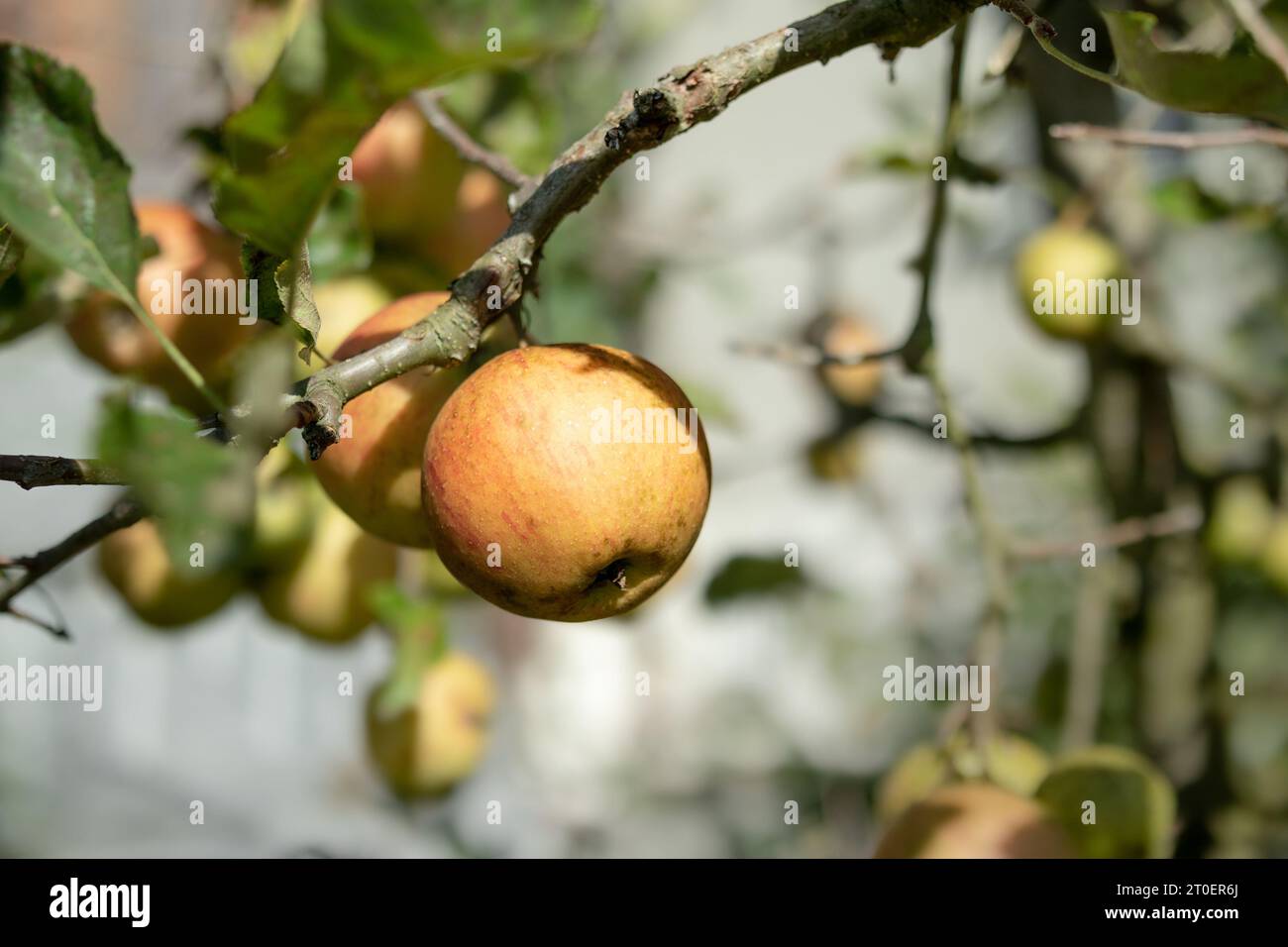 Reife Äpfel auf Apfelbaum bereit für die Ernte. Gruppe von roten gelben Äpfeln, die an einem Zweig oder Zweig hängen. Herbstfrucht Hintergrund. Selektiver Fokus mit d Stockfoto