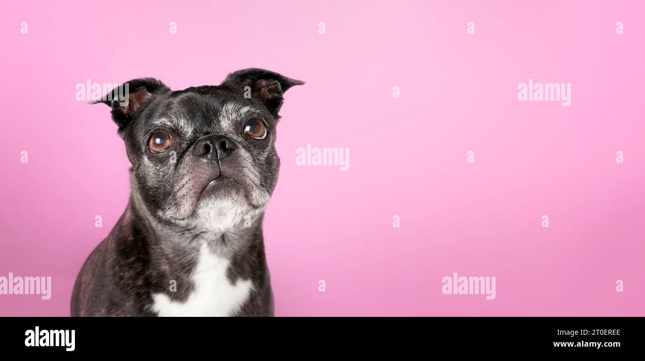 Seniorhund mit rosafarbenem Hintergrund, Vorderansicht. Kopfaufnahme eines süßen Hundes mit großen braunen Augen. 9 Jahre alte bostoner Terrier Mops-Mischung. Klein schwarz und weiß Stockfoto
