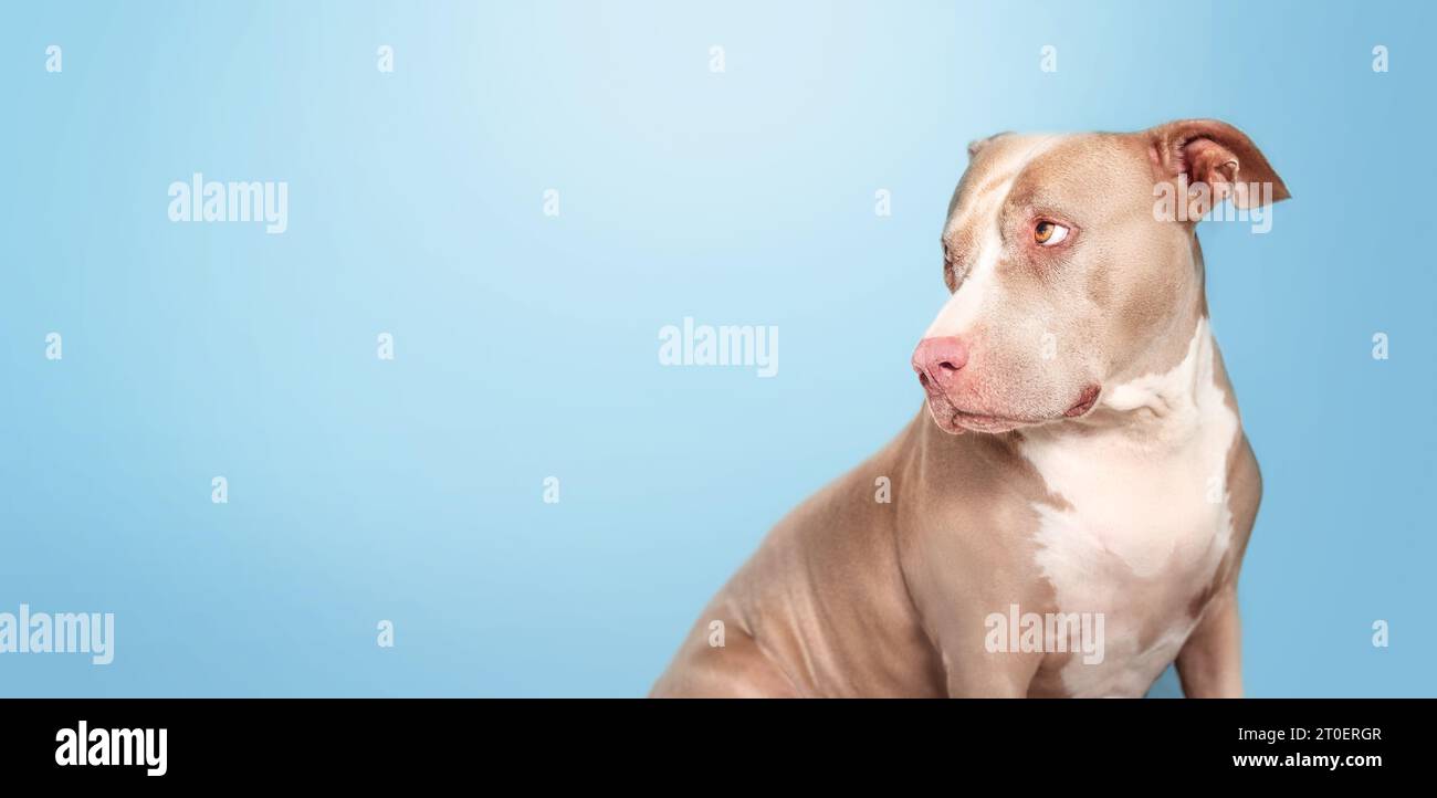 Großer Hund mit blauem Hintergrund. Seitenprofil eines älteren Hundes, der schuldig, traurig oder beschämt aussieht. Seitenprofil eines 10-jährigen weiblichen Pitbull-Terriers Stockfoto