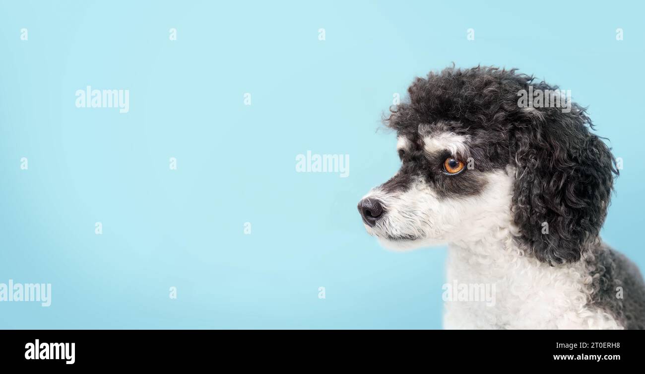 Flauschiger kleiner Hund vor blauem Hintergrund und Blick zur Seite. Profilkopf eines süßen kleinen schwarz-weißen Hundes mit lockigen Haaren. Mini-Buchse Stockfoto