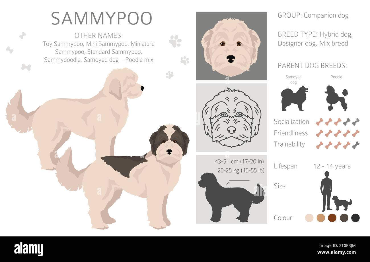 Sammypoo Clipart. Samoyed Dog Poodle Mix. Verschiedene Beschichtungsfarben eingestellt. Vektorabbildung Stock Vektor