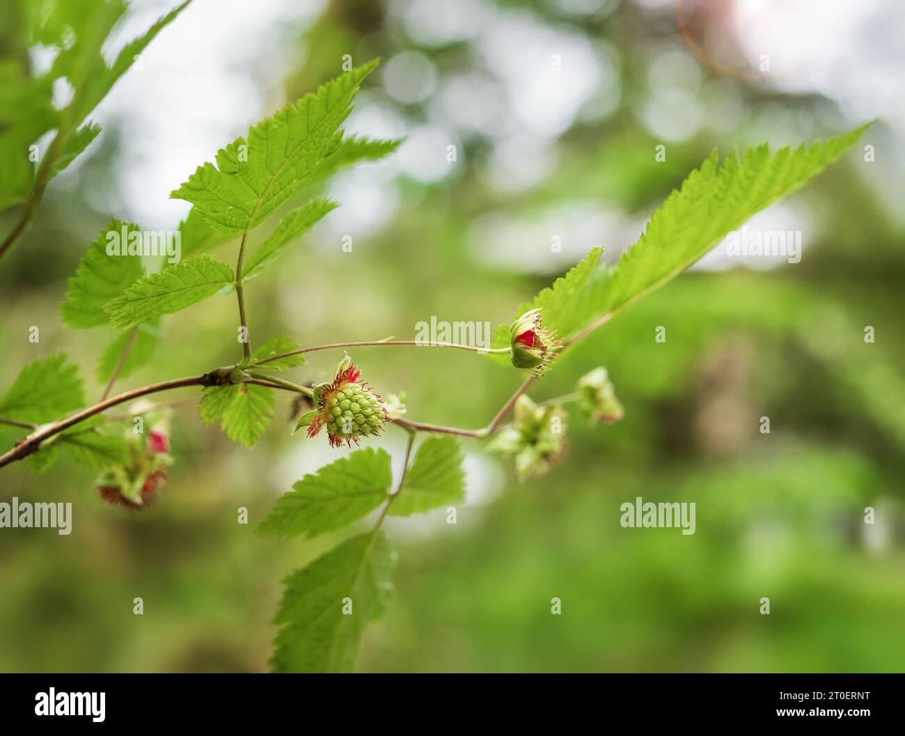 Unreife Lachsbeere auf Zweig im Wald mit unfokussiertem Laub. Grüne Lachsbeere oder Rubus spectabilis. Wilder Beerenstrauch wächst im Küstenwald bei Stockfoto