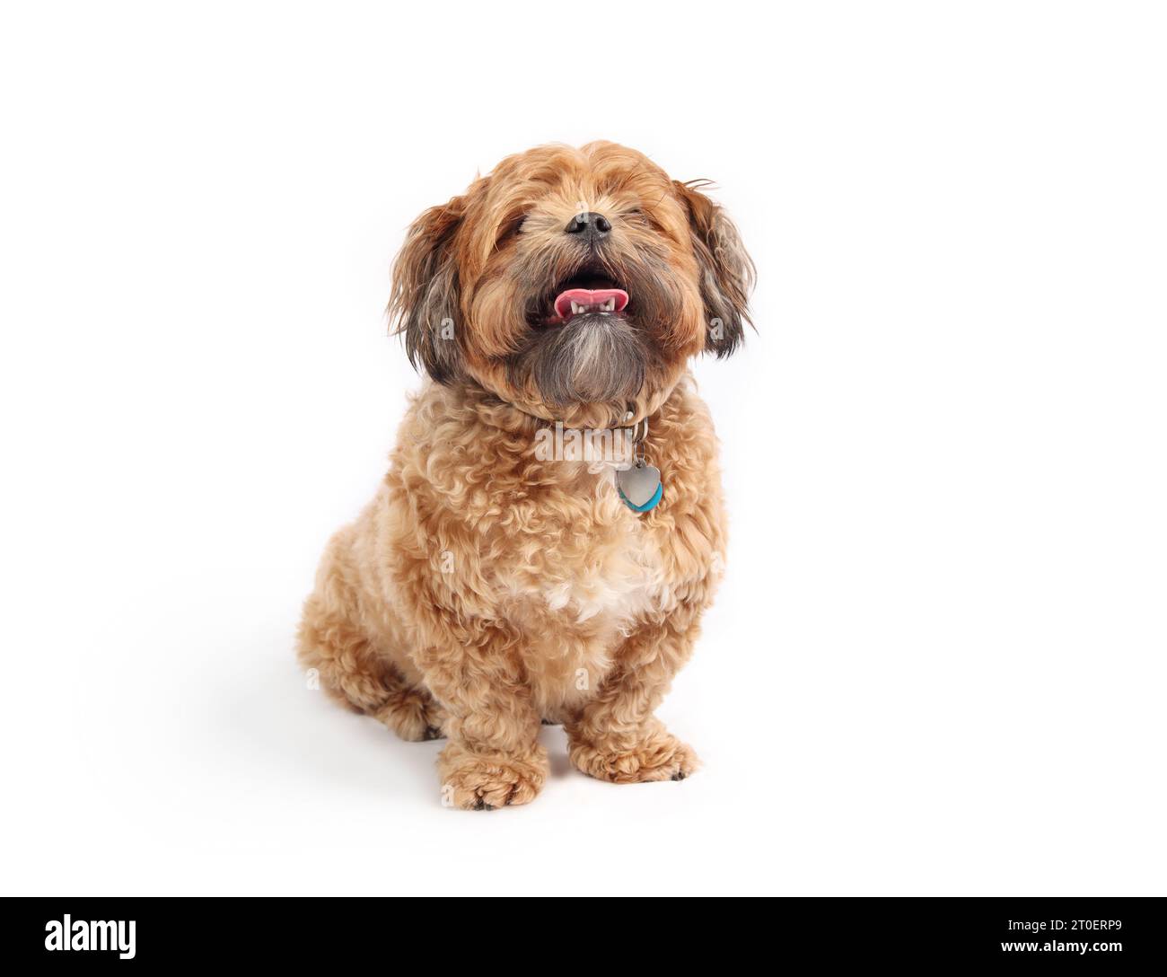 Isolierter Zuchon-Hund, der mit offenem Mund und ausgezogener Zunge sitzt. Vorderansicht eines flauschigen braunen Hundes. Übergewichtig oder schwer, 3 Jahre alter Shichon, Shih Tzu-BI Stockfoto