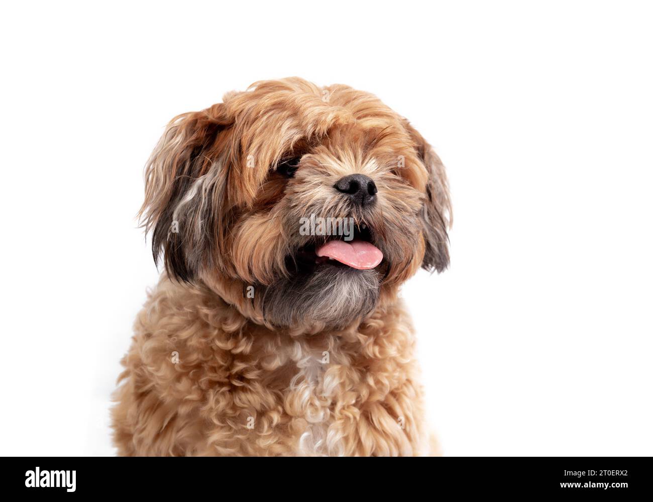 Isolierter Zuchon-Hund mit einer Zunge, die herausragt. Kleiner flauschiger brauner Hund, der in die Kamera blickt. 3 Jahre alter Shichon, Shih Tzu-Bichon Mix oder Stockfoto