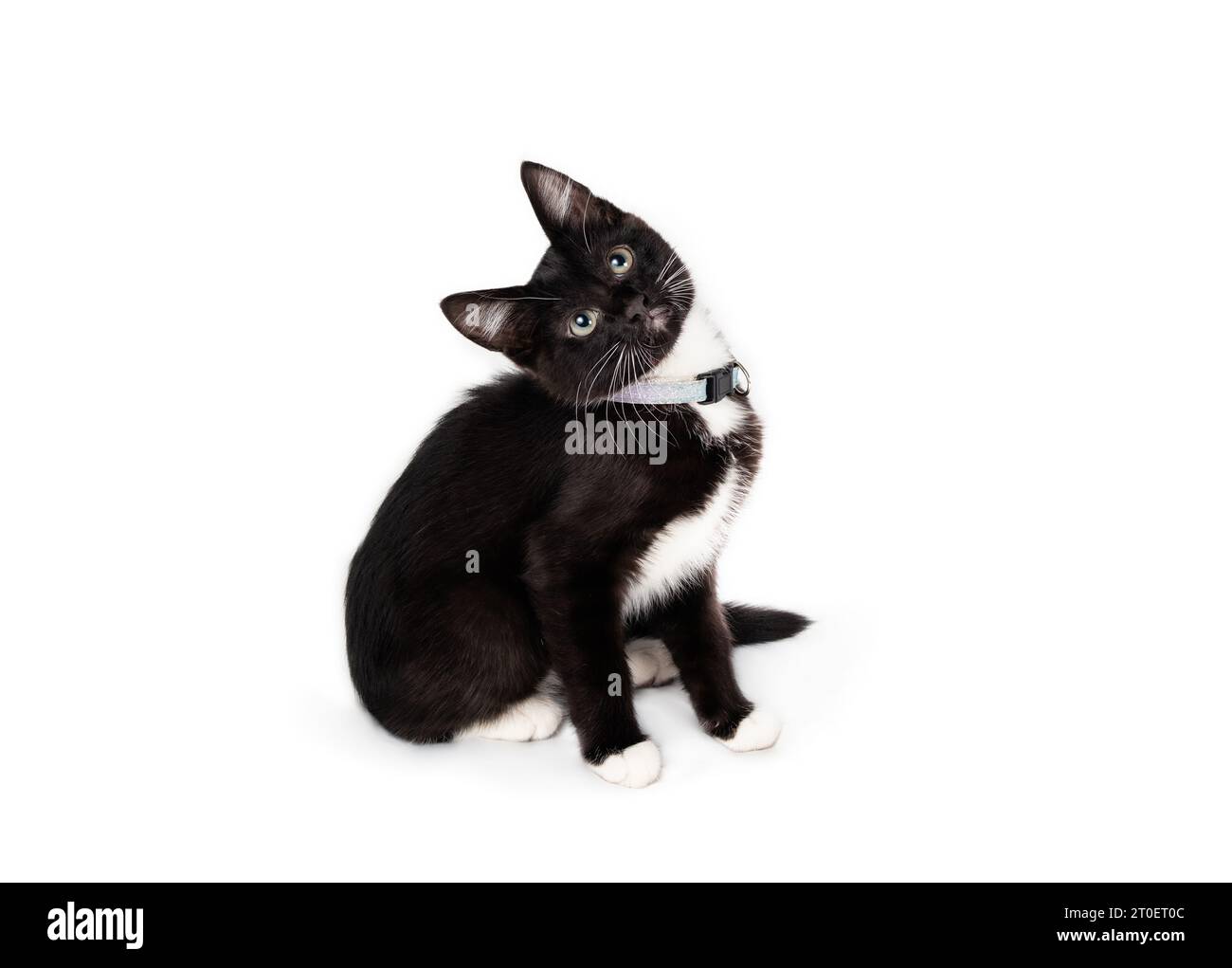 Kuriose Kätzchen sitzt mit geneigtem Kopf, während sie nach oben blickt. Seitenansicht eines süßen schwarz-weißen Kätzchens mit interessierter Körpersprache. 8 Wochen alte Smoking-Katze Stockfoto